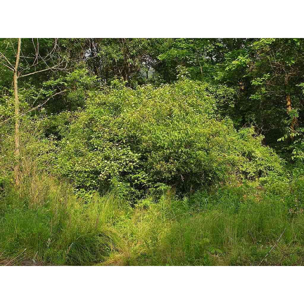 Cornus amomum (Silky Dogwood)  Natural Communities LLC