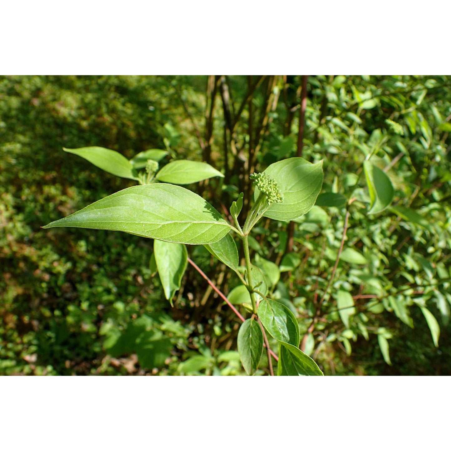 Cornus obliqua (Blue-Fruited Dogwood / Pale Dogwood / Swamp Dogwood)  Natural Communities LLC
