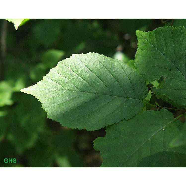 Corylus americana (Hazelnut)  Natural Communities LLC