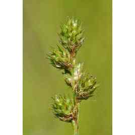Carex normalis (Spreading Oval Sedge)  Natural Communities LLC