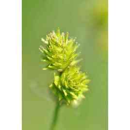 Carex bicknellii (Copper-shouldered Oval Sedge)  Natural Communities LLC