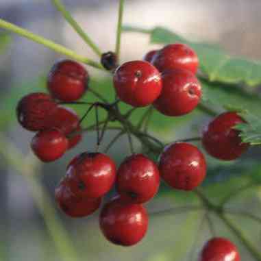 Actaea rubra (Red Baneberry)  Natural Communities LLC