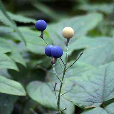 Caulophyllum thalictroides (Blue Cohosh)  Natural Communities LLC