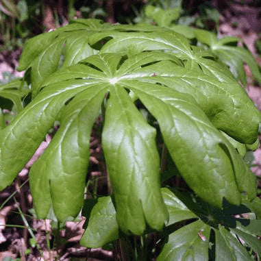 Podophyllum peltatum (Mayapple or May Apple)  Natural Communities LLC