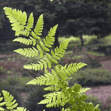 Dryopteris carthusiana (Toothed Wood Fern)  Natural Communities LLC