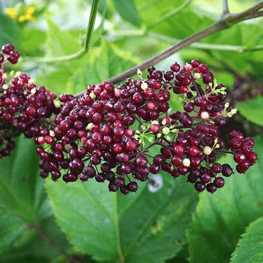 Aralia racemosa (American Spikenard)  Natural Communities LLC