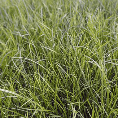 Carex jamesii (Grass Sedge)  Natural Communities LLC