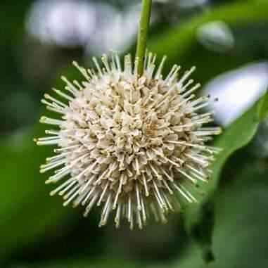 Cephalanthus occidentalis (Buttonbush)  Natural Communities LLC