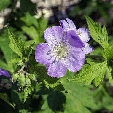 Geranium maculatum (Wild Geranium)  Natural Communities LLC