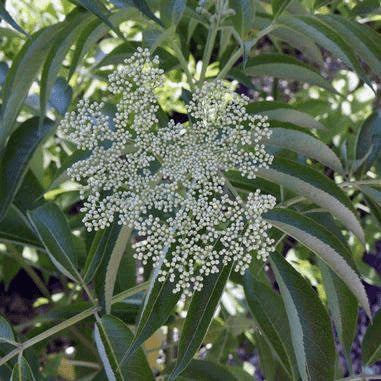 Sambucus canadensis (Elderberry)  Natural Communities LLC