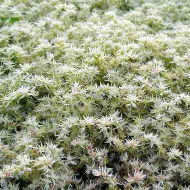 Sedum ternatum (Wild Stonecrop)  Natural Communities LLC