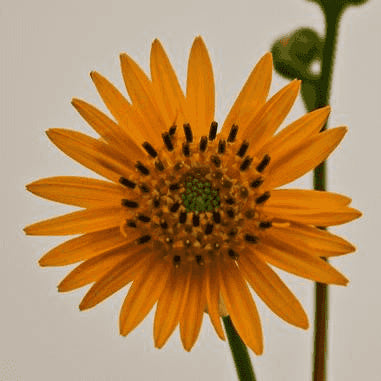 Silphium terebinthinaceum (Prairie Dock)  Natural Communities LLC