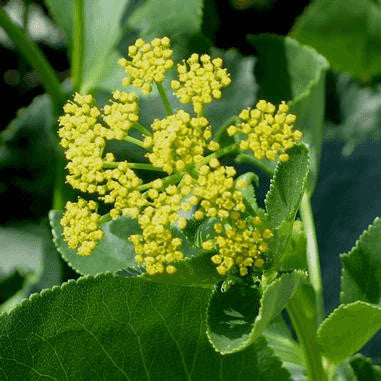 Zizia aptera (Heart-leaved Meadow Parsnip)  Natural Communities LLC