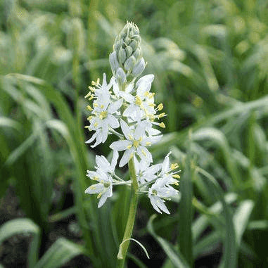 Camassia scilloides (Wild Hyacinth)  Natural Communities LLC