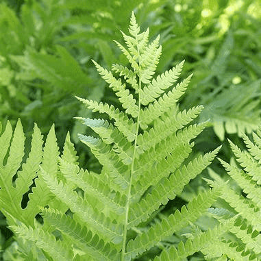 Osmunda cinnamomea (Cinnamon Fern)  Natural Communities LLC