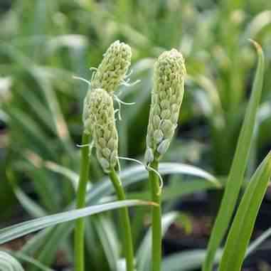 Camassia scilloides (Wild Hyacinth)  Natural Communities LLC