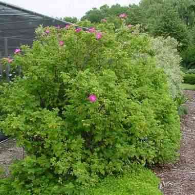 Rosa carolina (Pasture Rose)  Natural Communities LLC