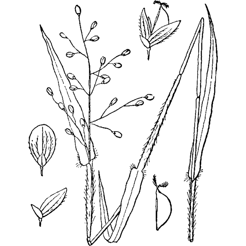 Dichanthelium scribnerianum (Scribner's Panic Grass)  Natural Communities LLC