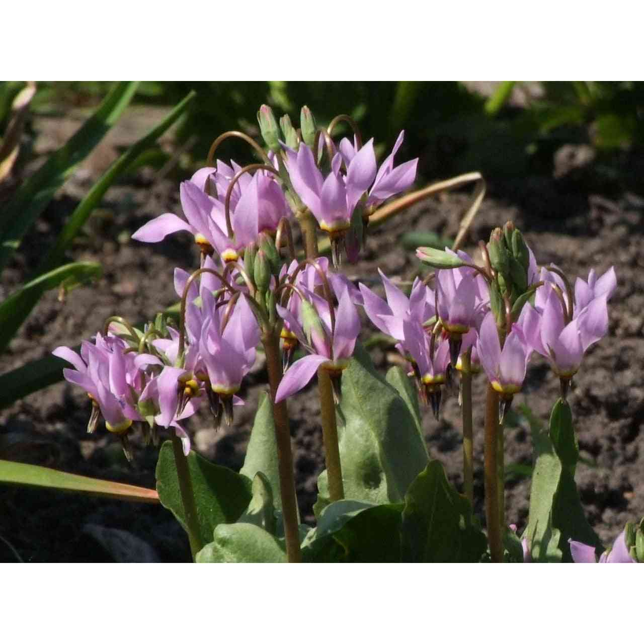 Dodecatheon meadia (Midland Shooting Star)  Natural Communities LLC