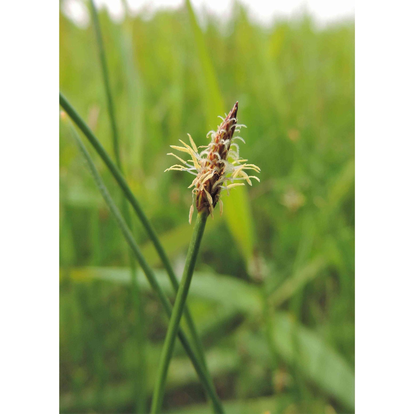 Eleocharis palustris (Great Spike Rush)  Natural Communities LLC