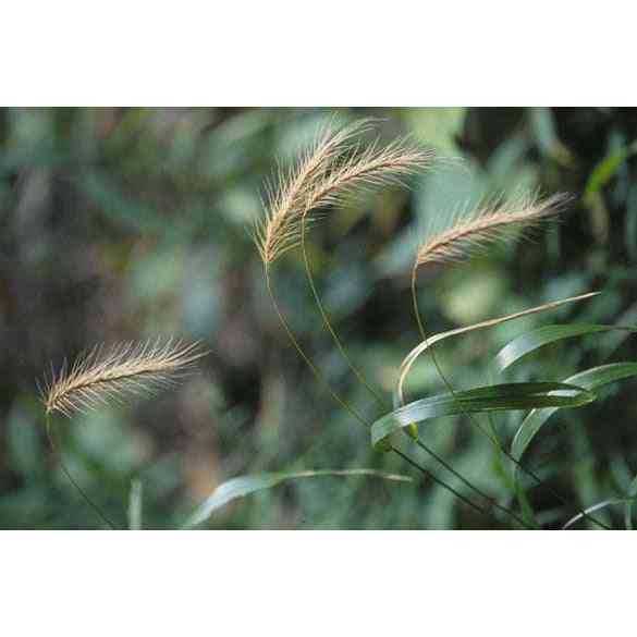Elymus villosus (Silky Wild Rye)  Natural Communities LLC
