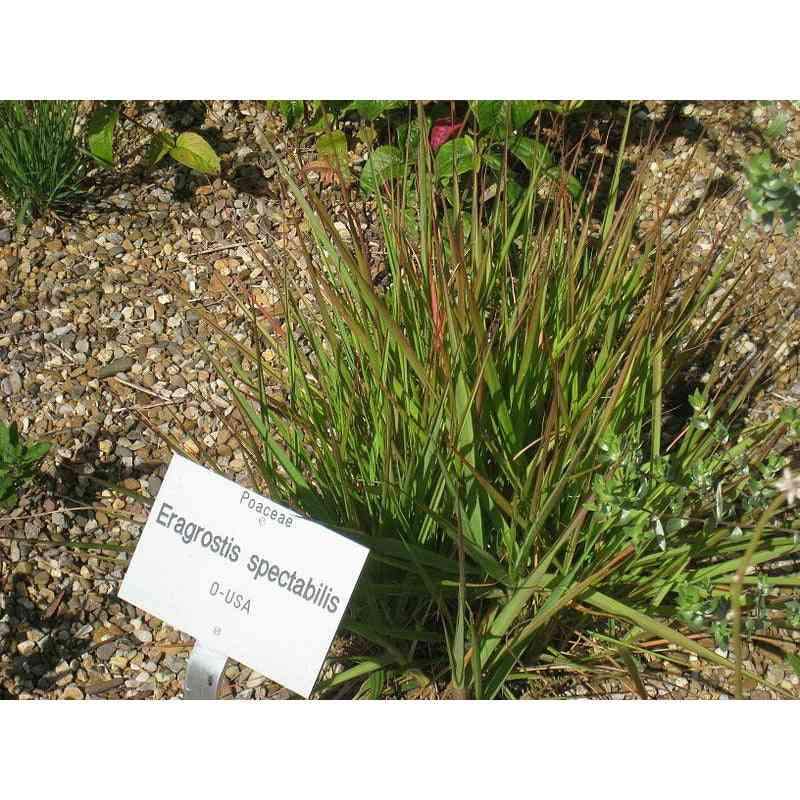 Eragrostis spectabilis (Purple Love Grass)  Natural Communities LLC