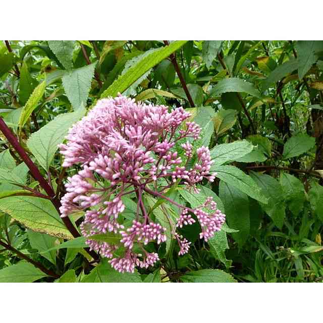 Eutrochium purpureum (Purple Joe-Pye Weed)