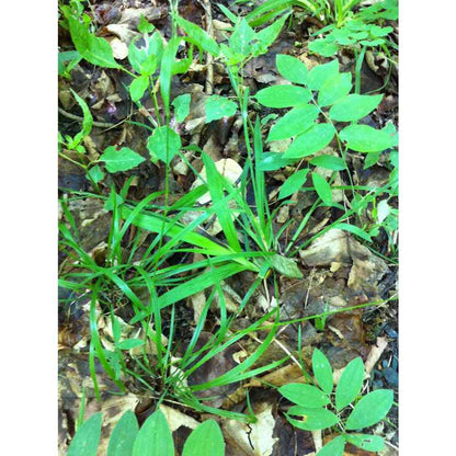 Festuca subverticillata / Festuca obtusa (Nodding Fescue)  Natural Communities LLC