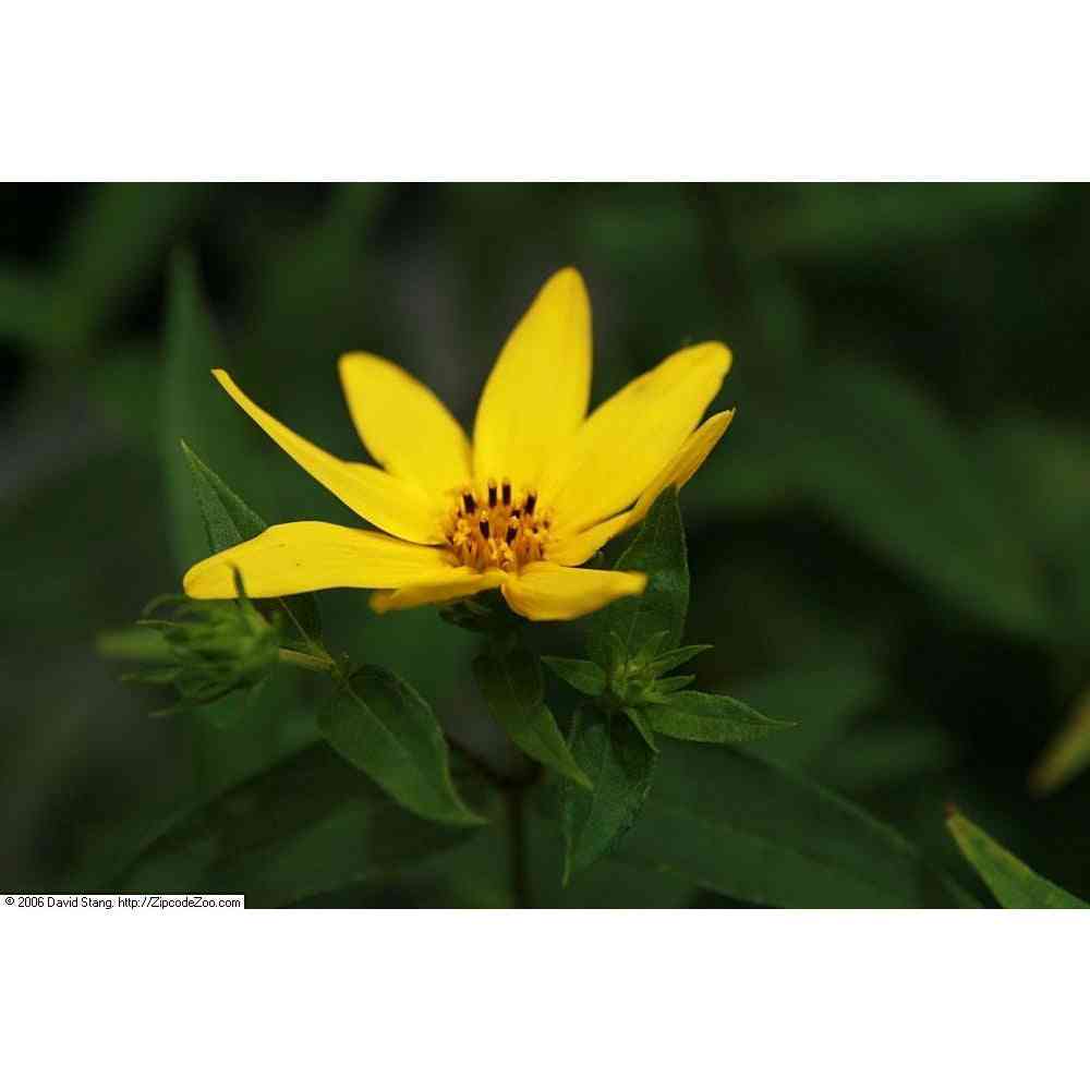 Helianthus divaricatus (Woodland Sunflower)  Natural Communities LLC