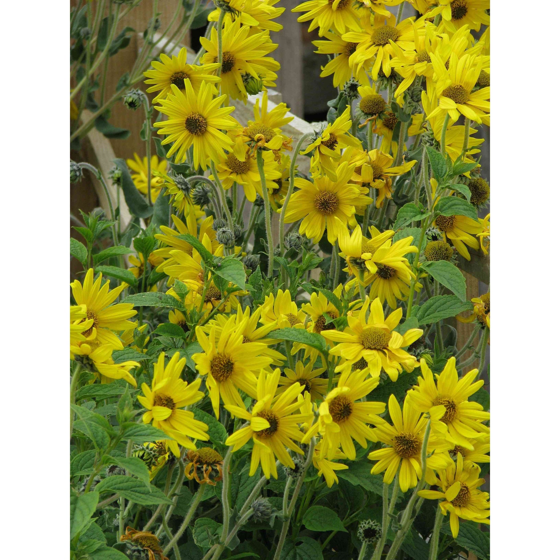 Helianthus mollis (Downy Sunflower)  Natural Communities LLC