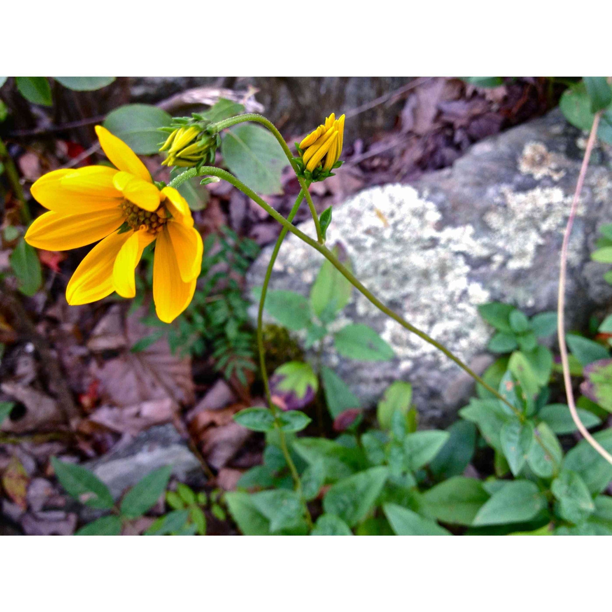 Helianthus occidentalis (Western Sunflower)  Natural Communities LLC