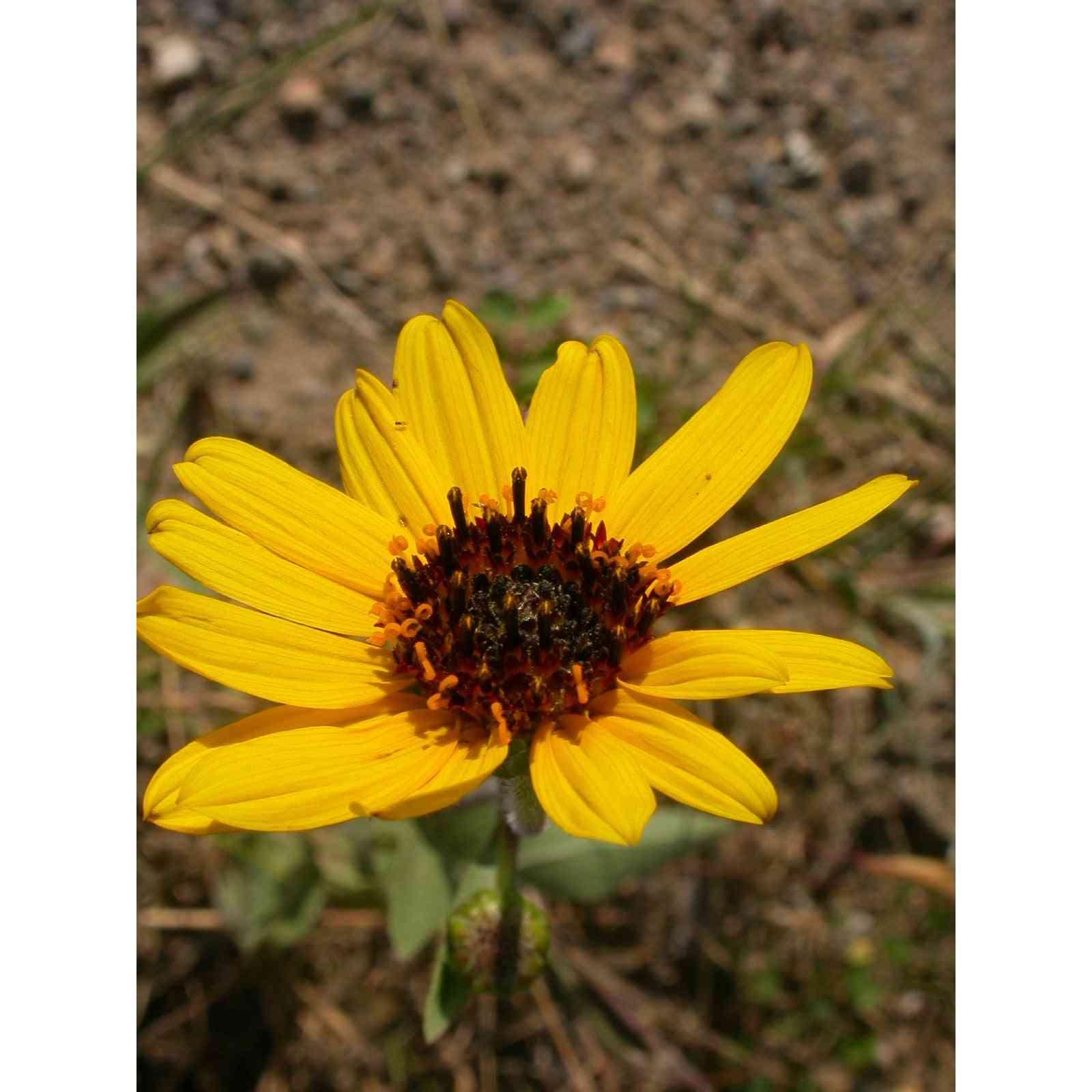 Helianthus pauciflorus (Prairie Sunflower)  Natural Communities LLC