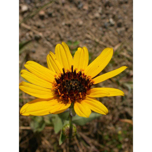Helianthus pauciflorus (Prairie Sunflower)  Natural Communities LLC