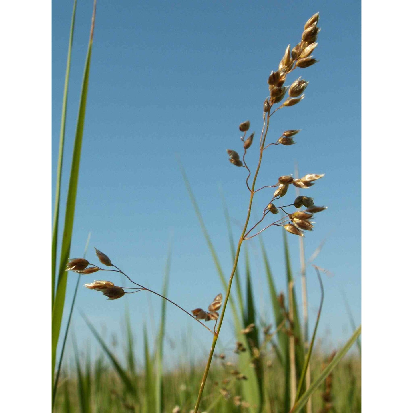 Hierochloe odorata (Sweet Grass)  Natural Communities LLC