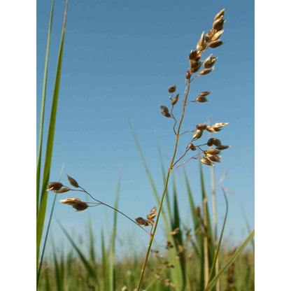 Hierochloe odorata (Sweet Grass)  Natural Communities LLC