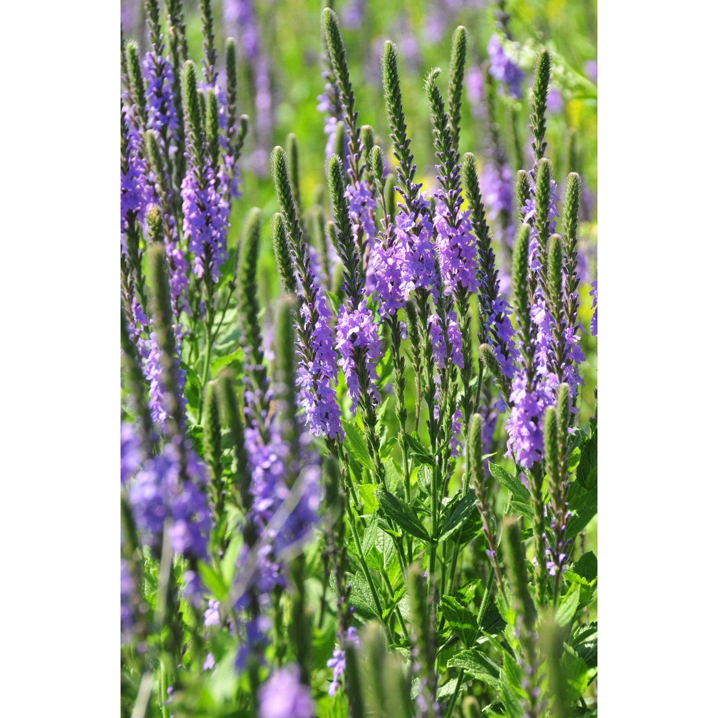 Verbena stricta (Hoary Vervain)  Natural Communities LLC