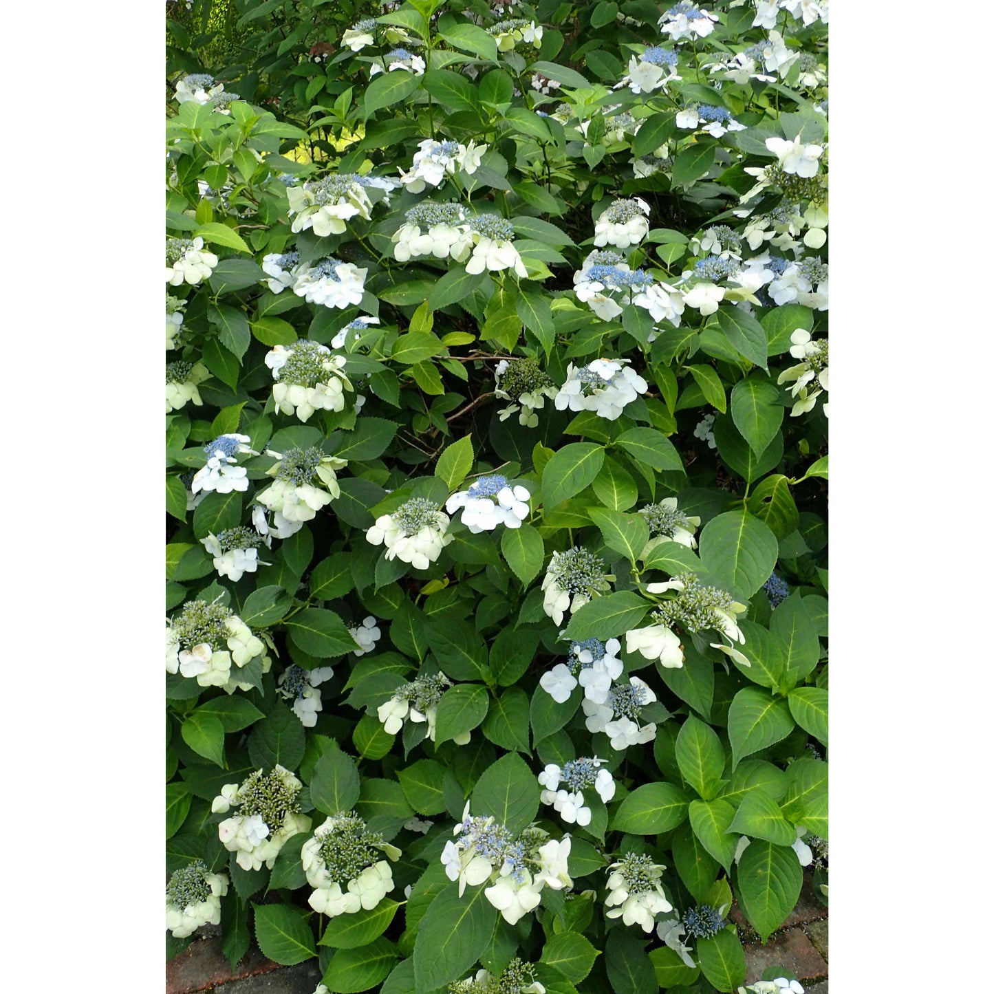 Hydrangea arborescens (Wild Hydrangea)  Natural Communities LLC