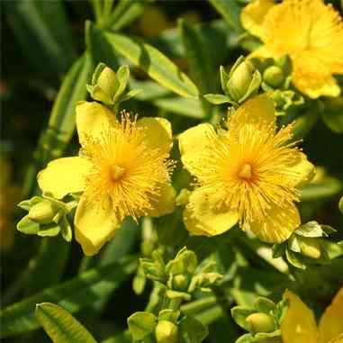 Hypericum kalmianum (Kalm's St. Johnswort)  Natural Communities LLC