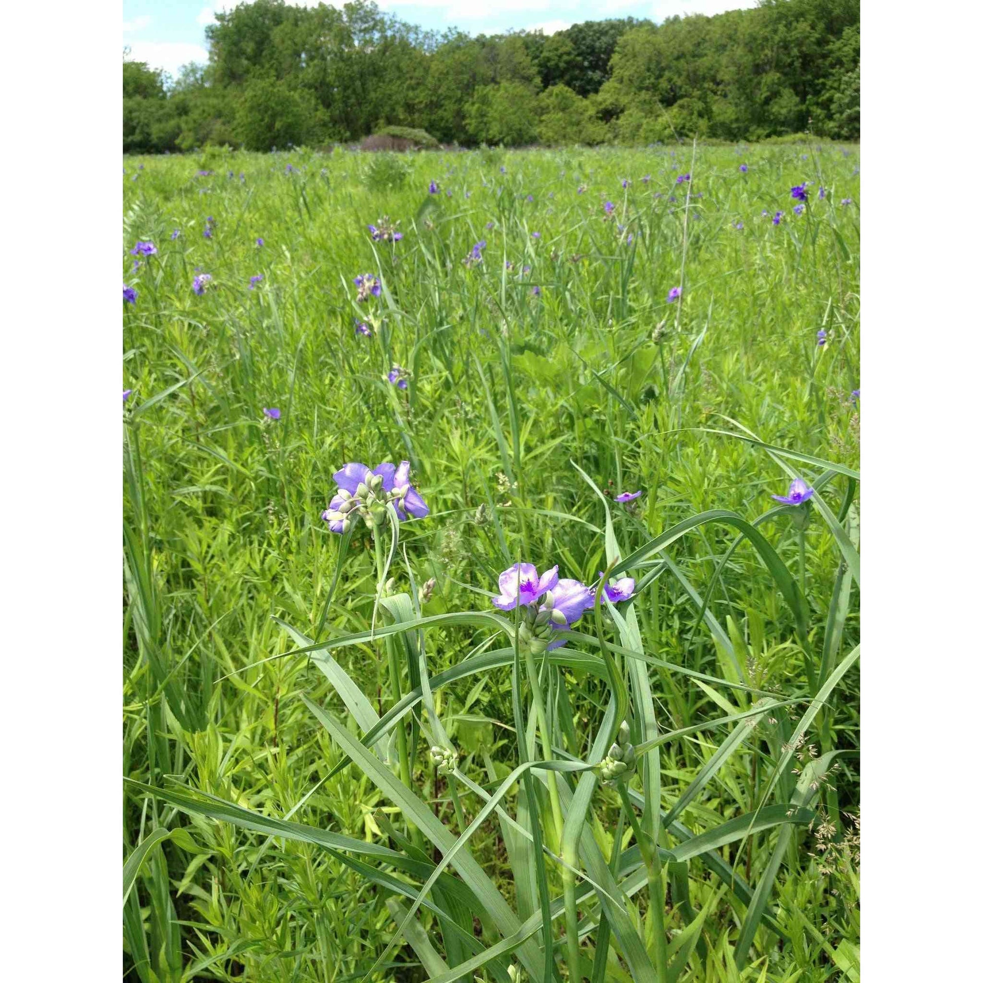 Tradescantia ohiensis (Ohio Spiderwort)  Natural Communities LLC