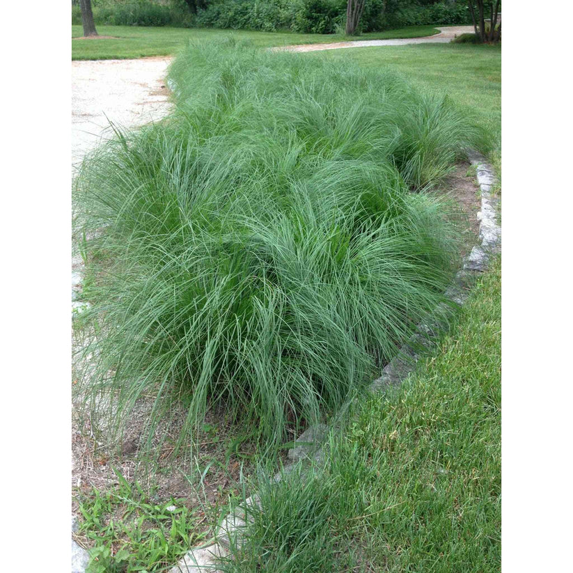 Sporobolus heterolepis (Northern Dropseed) – Natural Communities LLC