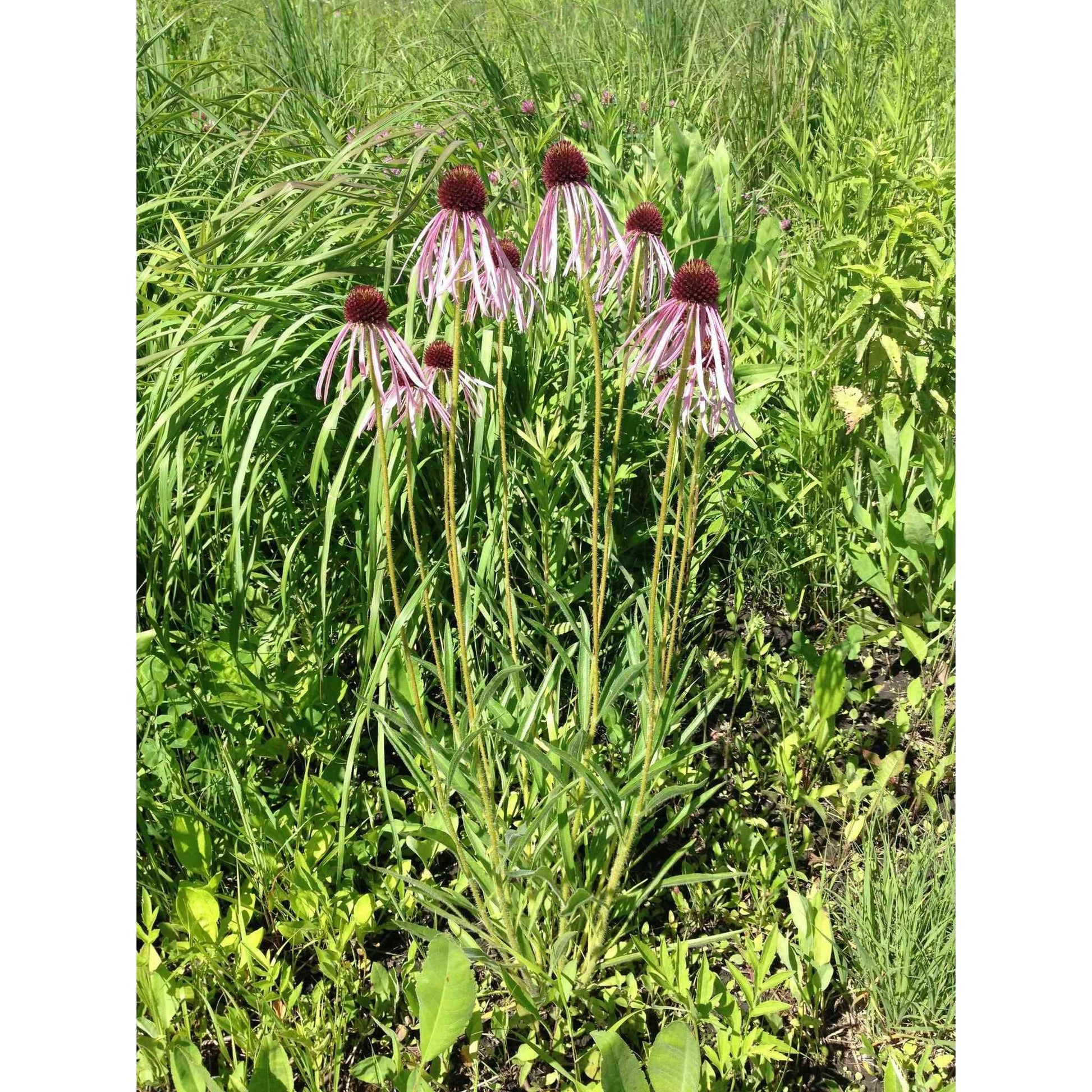 Echinacea pallida (Pale Purple Coneflower)  Natural Communities LLC