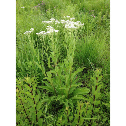 Parthenium integrifolium (Wild Quinine)  Natural Communities LLC