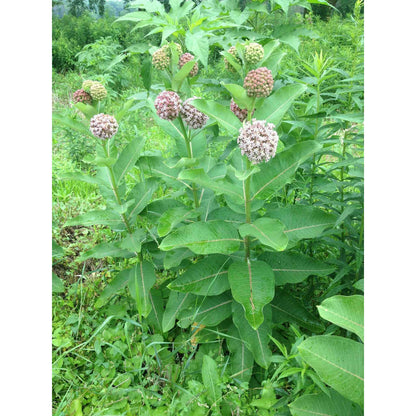 Asclepias syriaca (Common Milkweed)  Natural Communities LLC