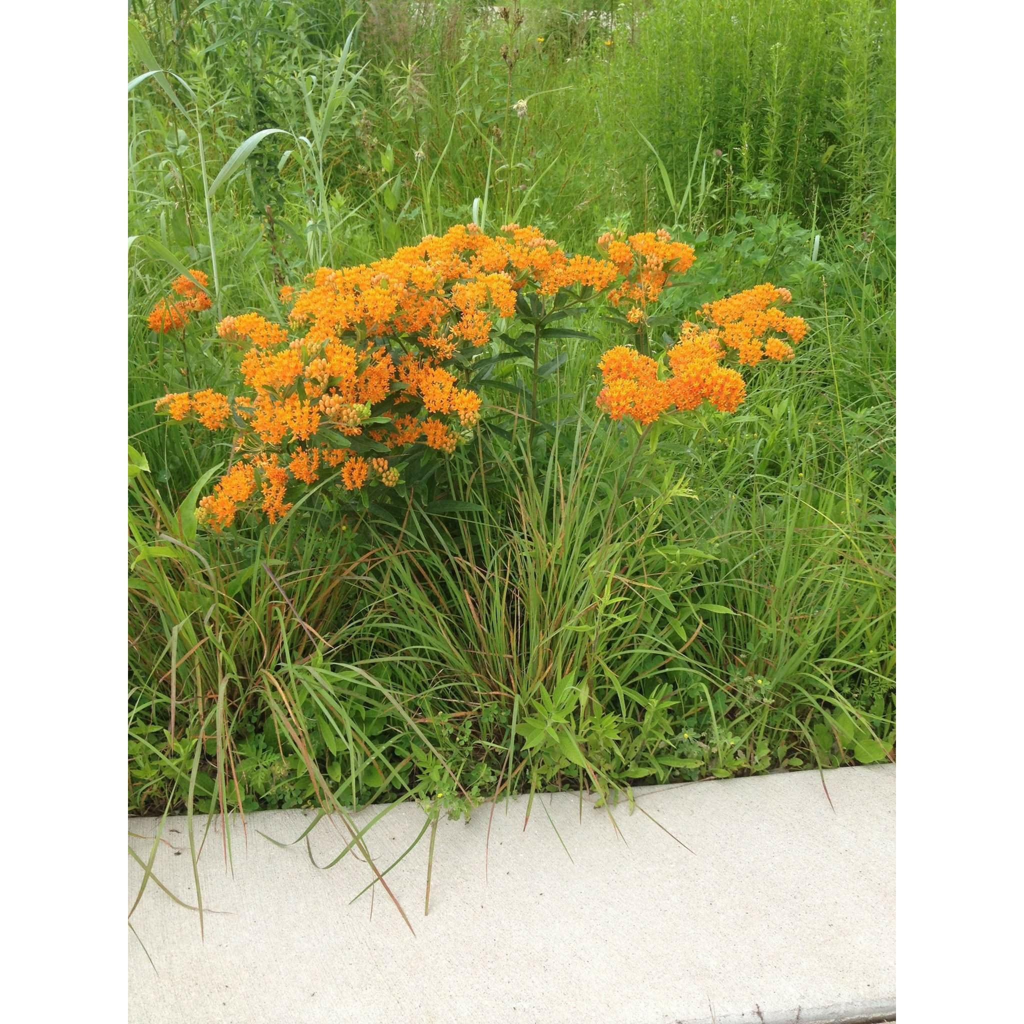 Asclepias Tuberosa (Butterfly Milkweed) Seed Packet Natural Communities LLC