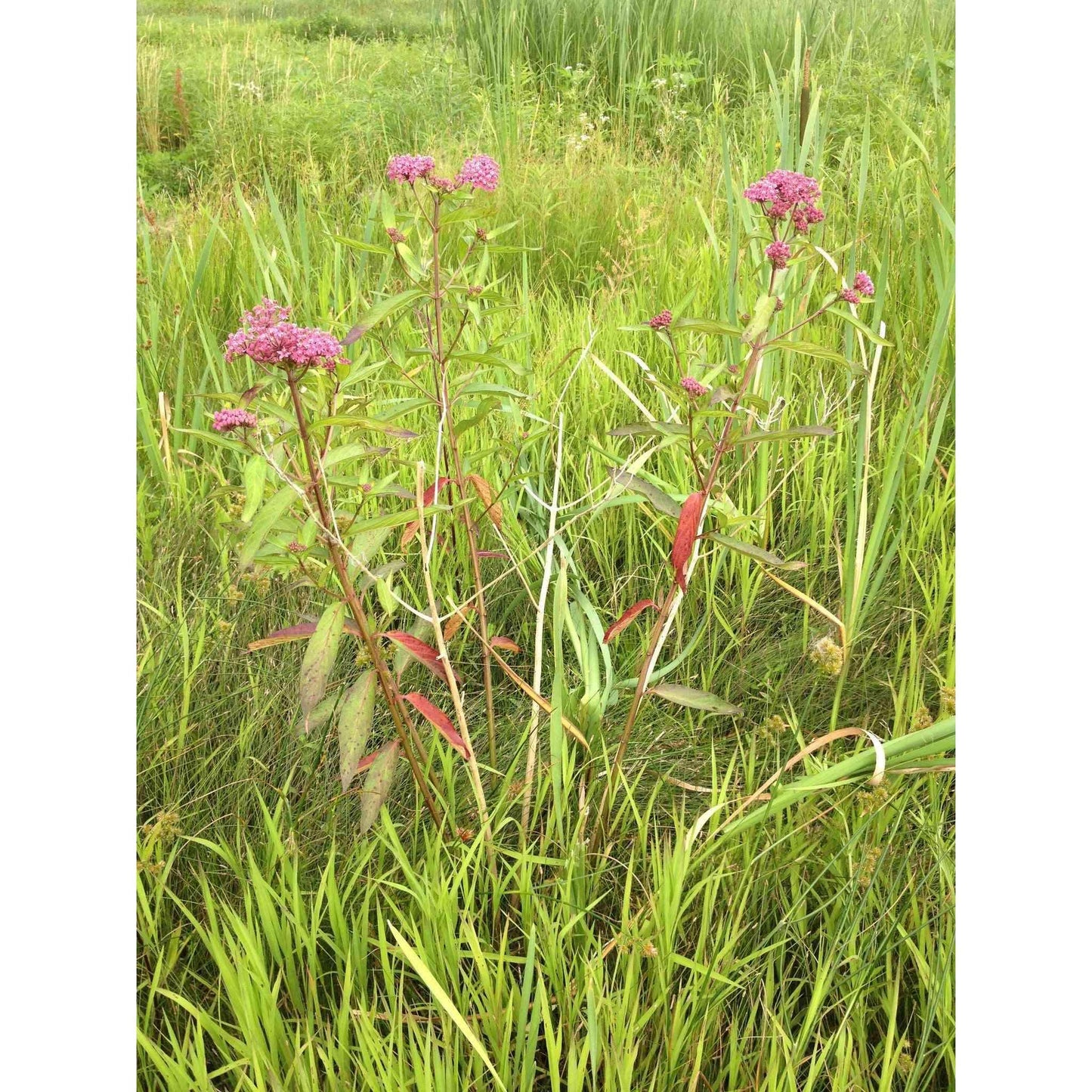 Asclepias incarnata (Rose Milkweed / Swamp Milkweed)  Natural Communities LLC