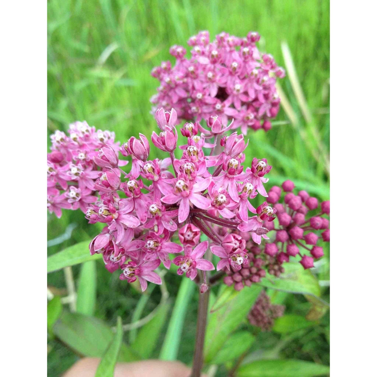 Asclepias incarnata (Rose Milkweed / Swamp Milkweed)  Natural Communities LLC