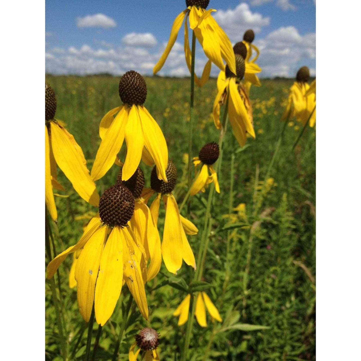 Ratibida pinnata (Yellow Coneflower)  Natural Communities LLC