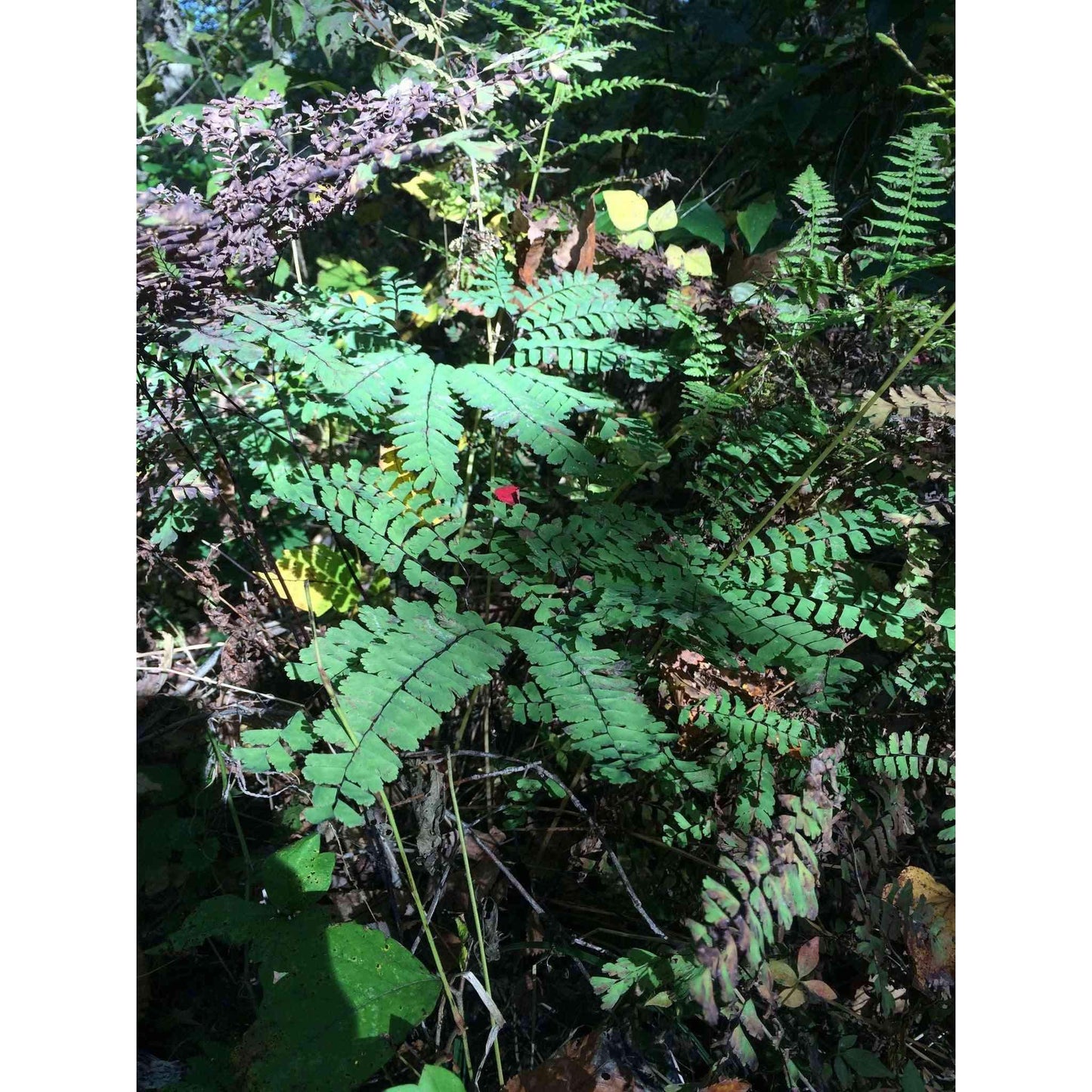 Adiantum pedatum (Northern Maidenhair Fern)  Natural Communities LLC