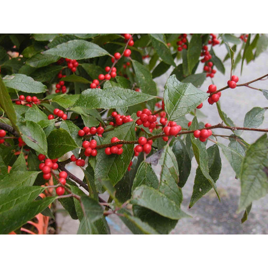 Ilex verticillata (Winterberry Holly)  Natural Communities LLC