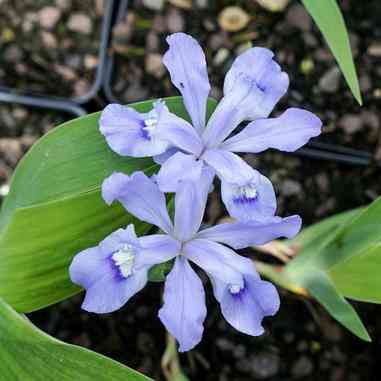 Iris cristata (Dwarf Crested Iris)  Natural Communities LLC